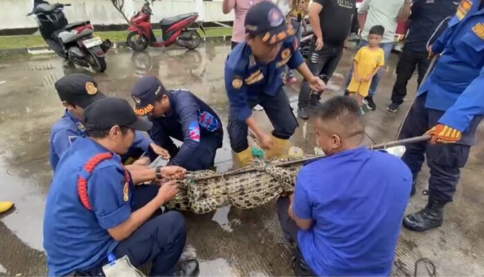 Damkar Talang Keramat Evakuasi Buaya Muara di Kawasan Pabrik