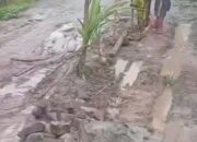 Kekecewaan Memuncak, Warga Betung I Tanami Jalan Rusak