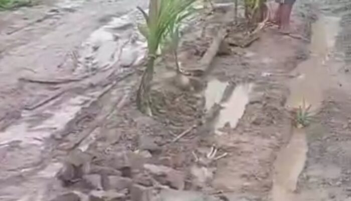 Kekecewaan Memuncak, Warga Betung I Tanami Jalan Rusak