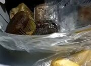 Menu Makanan Bergizi Gratis di Ogan Ilir Disorot, Warga Khawatirkan Kesehatan Anak