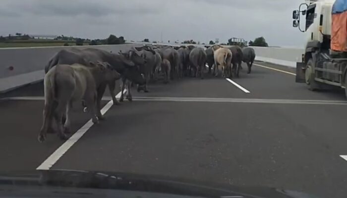 Kerbau Santai di Jalan Tol Palinda, Warganet Soroti Lemahnya Pengawasan