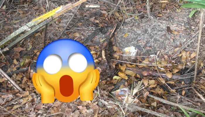 Perampokan Berujung Maut, Jasad Pensiunan Guru Ditemukan di Banyuasin