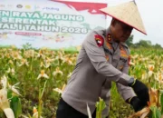 Dukung Swasembada Pangan, Polri Panen Raya Jagung Serentak di Ogan Ilir