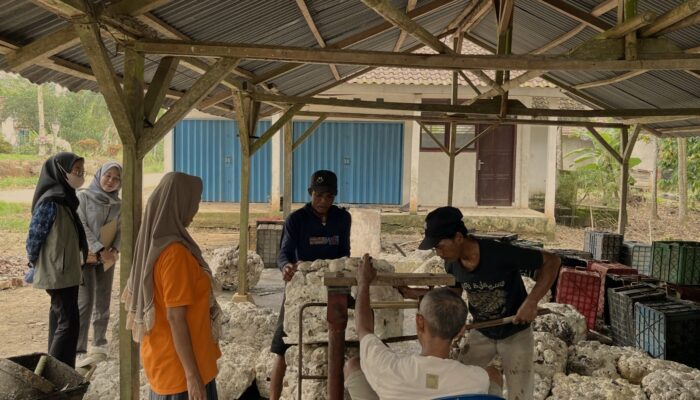 Awal Tahun, Harga Karet OKI Menguat dan Produksi Mulai Pulih