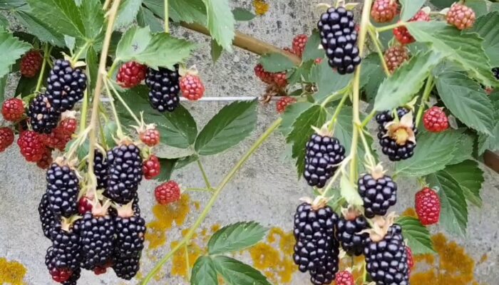 JANGAN SEPELEKAN TANAMAN PAGAR! Buah Kecil Hitam Ini Ternyata Penyelamat Nyawa Ibu Hamil, Janin Cerdas & Bebas Anemia Tanpa Obat