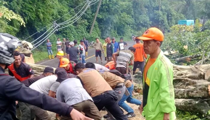 Tiga Pekan Diguyur Hujan, BPBD Lahat Imbau Waspada Pohon Tumbang