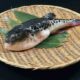 Judul: Jangan Sembarangan! Ini Cara Aman Konsumsi Ikan Buntal agar Terhindar dari Racun Mematikan