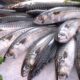 Wajib Tahu! Ikan Makarel Jadi Andalan Nutrisi untuk Masa Pertumbuhan Anak
