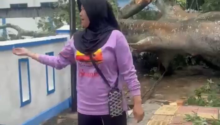 Pohon Kapuk Tumbang, Jalan Poros Kayuagung Lumpuh Total
