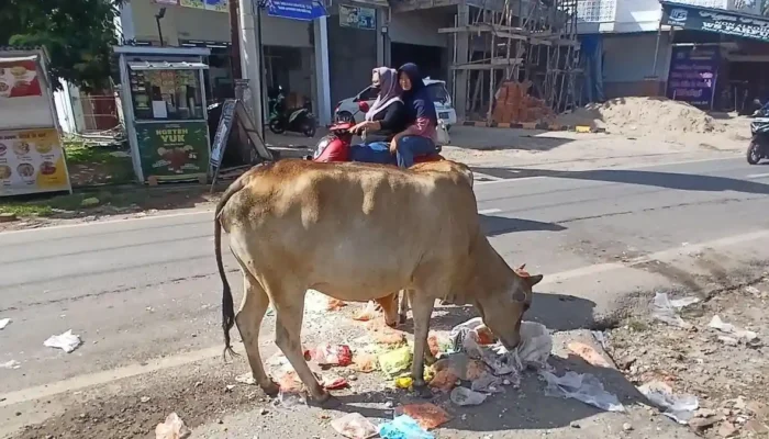 Viral! Dagangan Pedagang Rusak Diseruduk Sapi Liar di Ogan Ilir