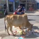 Viral! Dagangan Pedagang Rusak Diseruduk Sapi Liar di Ogan Ilir
