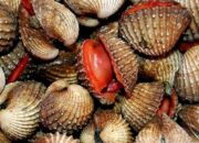 Kerang Darah untuk Kesehatan, Kaya Nutrisi dan Punya Banyak Manfaat