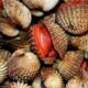 Kerang Darah untuk Kesehatan, Kaya Nutrisi dan Punya Banyak Manfaat