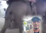 Gajah Liar Masuk Permukiman dan Pasar di OKI, BKSDA Buka Suara