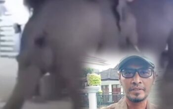 Gajah Liar Masuk Permukiman dan Pasar di OKI, BKSDA Buka Suara
