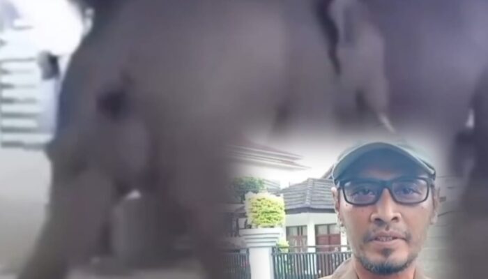 Gajah Liar Masuk Permukiman dan Pasar di OKI, BKSDA Buka Suara