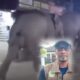 Gajah Liar Masuk Permukiman dan Pasar di OKI, BKSDA Buka Suara