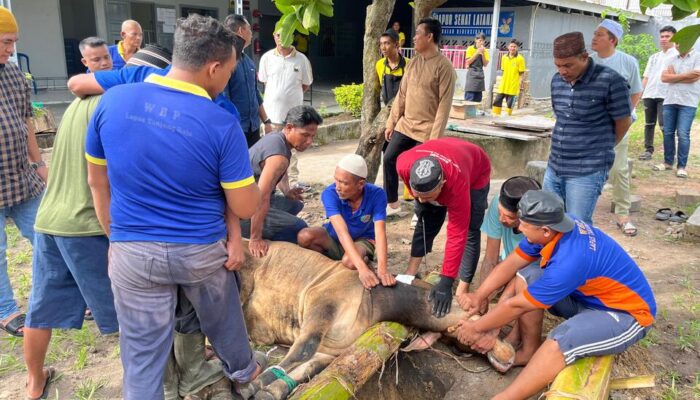 Tiga Sapi dan Dua Kambing Disembelih di Lapas Tanjung Raja