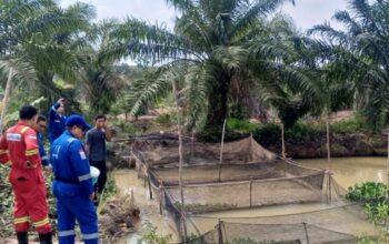 Medco E&P Grissik Dukung Budidaya Lele untuk Dorong Kemandirian Ekonomi Masyarakat