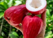 Jambu Bol: Buah Segar Penuh Khasiat, Kaya Vitamin C dan Baik untuk Tubuh