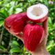 Jambu Bol: Buah Segar Penuh Khasiat, Kaya Vitamin C dan Baik untuk Tubuh